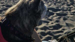 Un cane su una spiaggia, con una persona sullo sfondo.