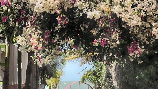 A pathway lined with flowering plants and a beach in the background. - Casa Hotel Nurandy  (Cartagena)