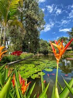 A serene pond with lily pads and colorful flowers, surrounded by lush greenery and trees.