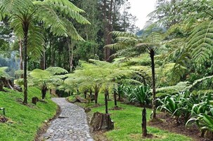 Un sendero de piedra serpentea a través de un exuberante jardín con helechos y plantas tropicales.