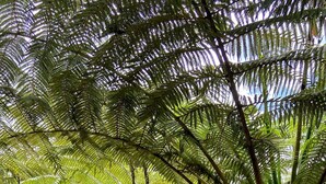 A stone pathway flanked by lush green ferns and palm trees, leading through a garden area. - Avalon Hotel Campestre en Jardin (Jardin)