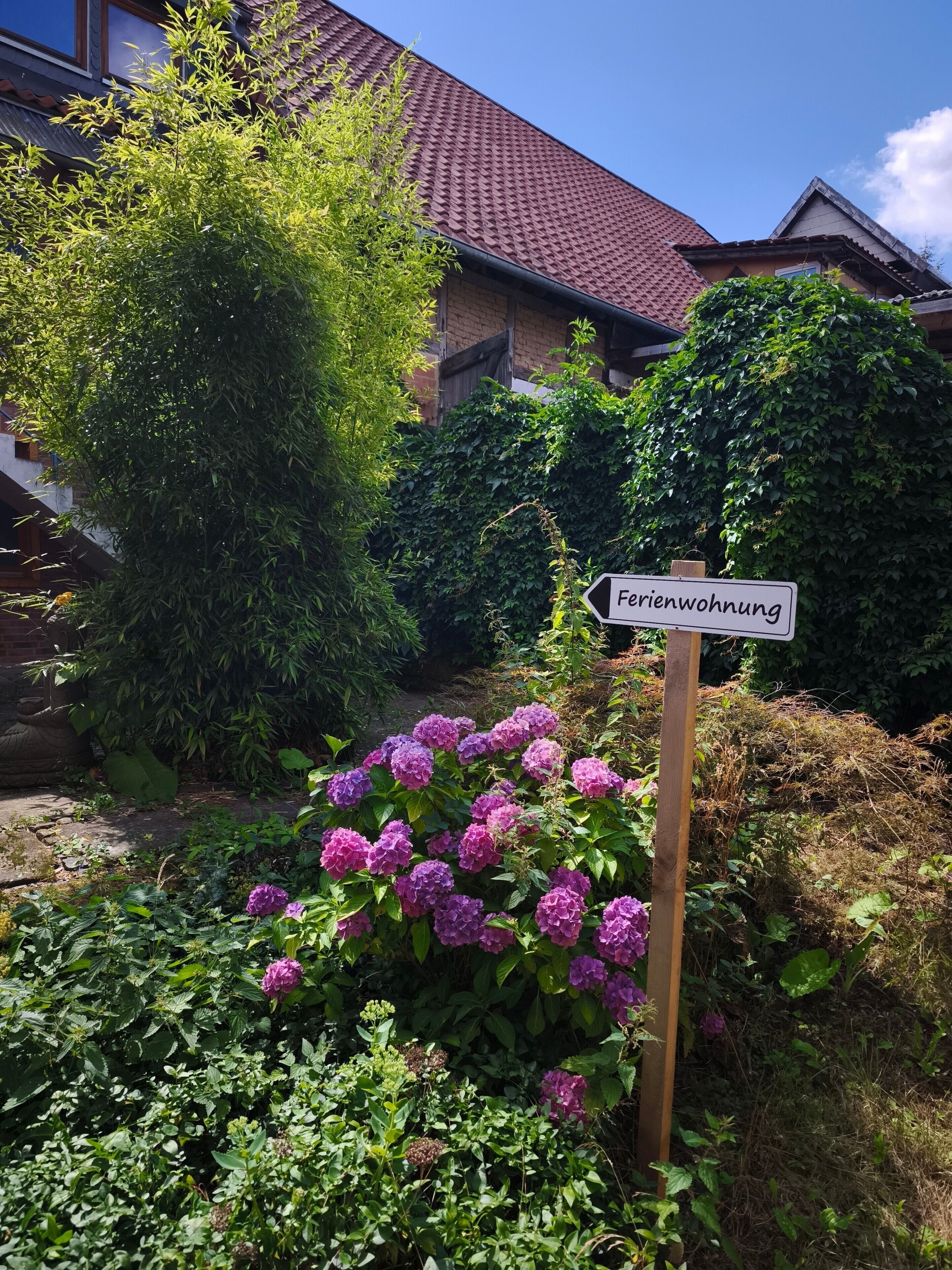 A garden with hydrangea bushes and a sign indicating a residential area.