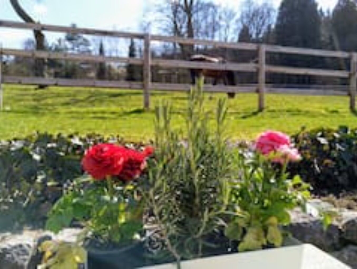 A garden with a wooden fence and various plants, including red flowers.