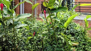 Um edifício de tijolos com varanda, rodeado por plantas verdes exuberantes e uma árvore com frutos verdes.
