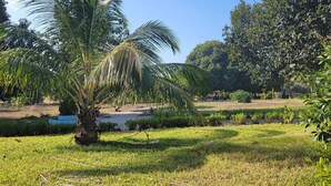 A well-maintained garden with a palm tree, various shrubs, and a clear sky.