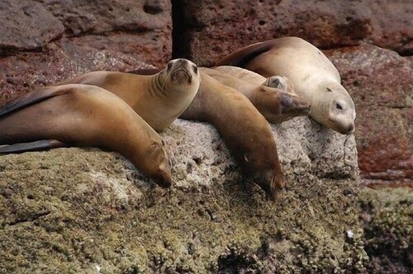 Three seals resting on a rocky surface.