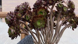 A succulent plant with thick, woody stems and rosette leaves in shades of green and purple, placed in a wicker basket. - Haritos Holidays Home (Pompia)