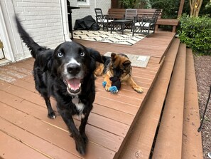 Outdoor dining - Cottage in Heart of Five Points - Pet Friendly! (Raleigh)