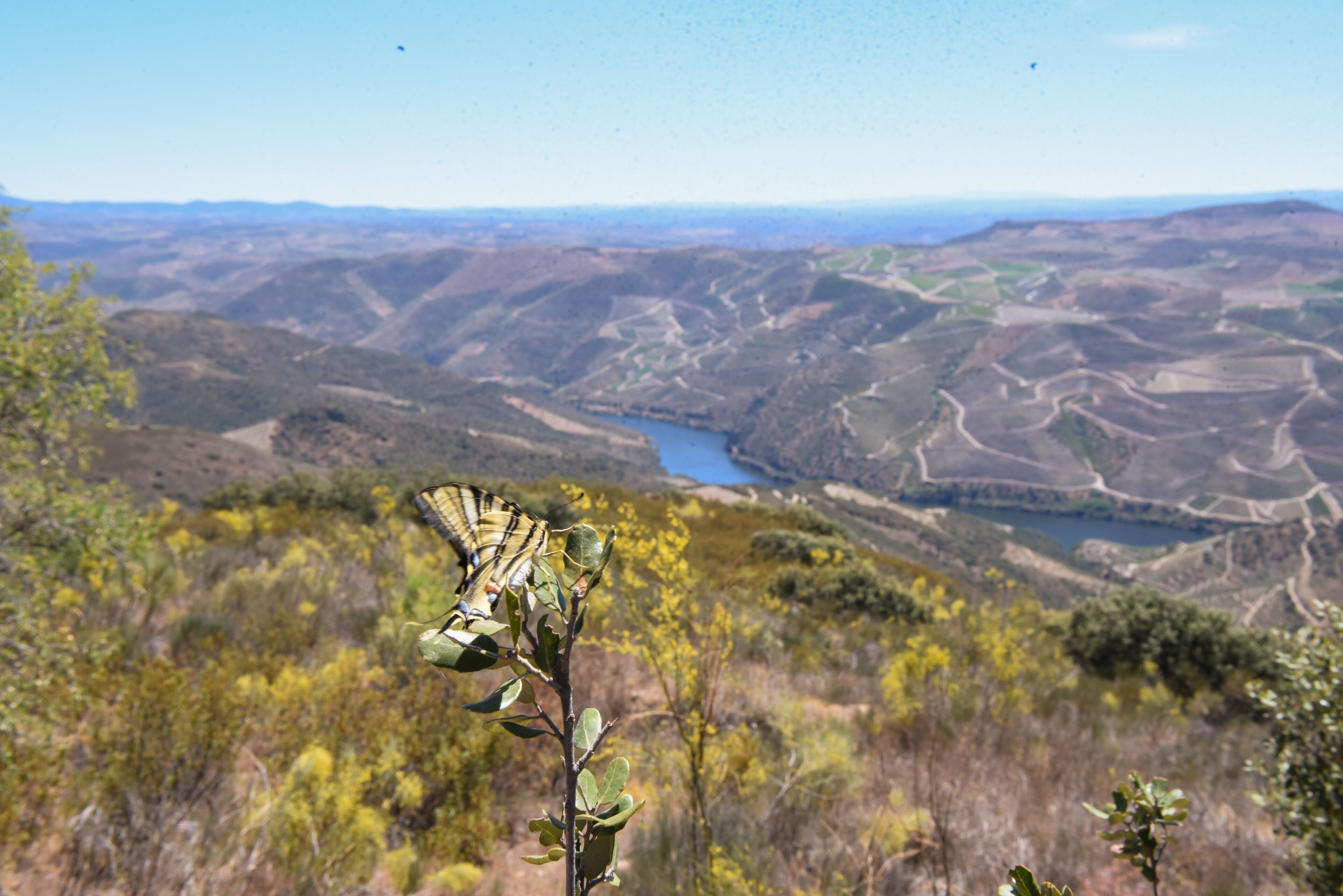 A landscape with a river, mountains, and a plant in the foreground.