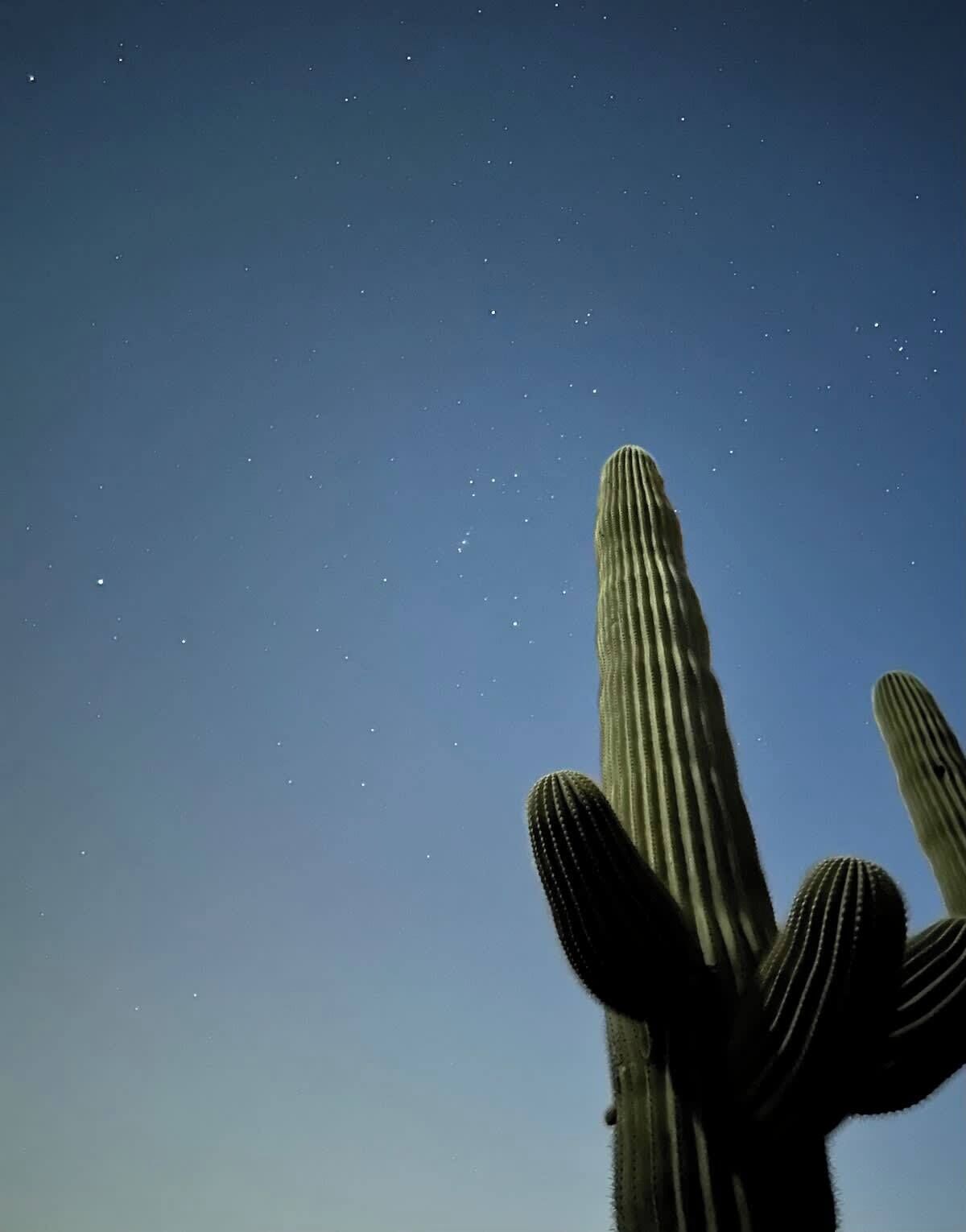 Un cactus contra un cielo nocturno despejado.