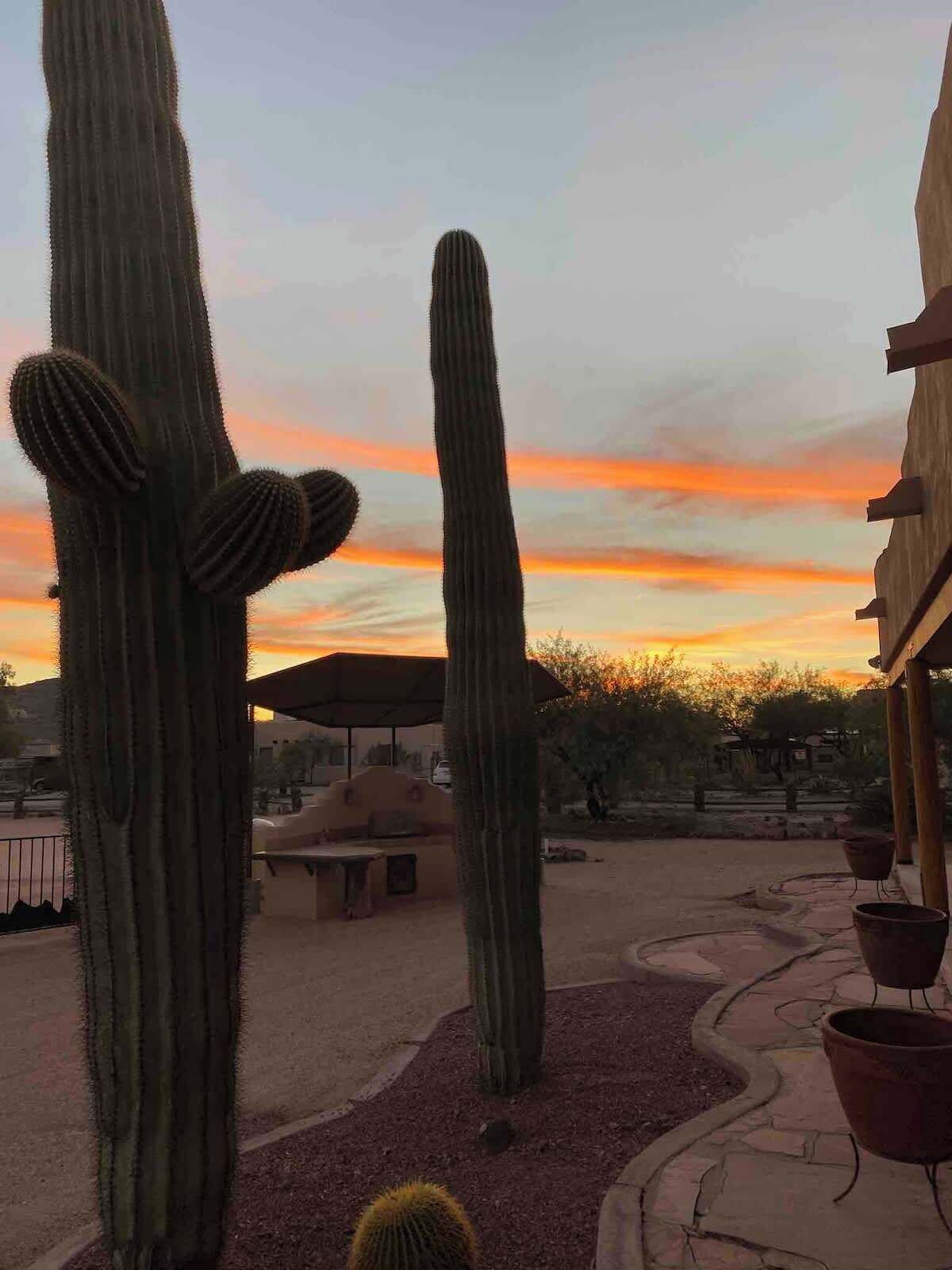 A desert landscape with tall cacti and a sunset.