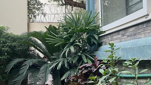 Un edificio con un ventanal grande, un pilar azul y diversas plantas en primer plano.