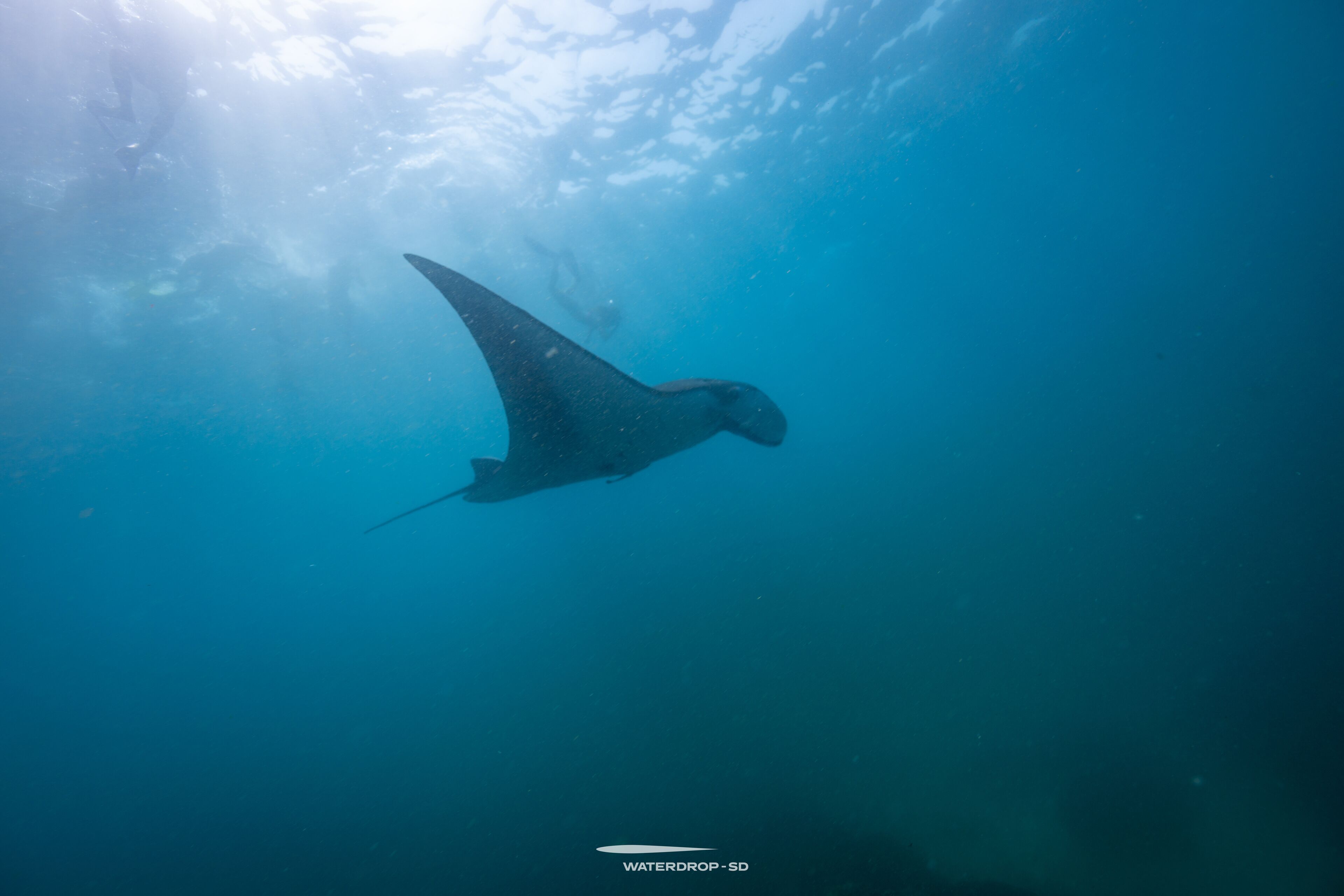 Ein Mantarochen schwimmt unter Wasser.