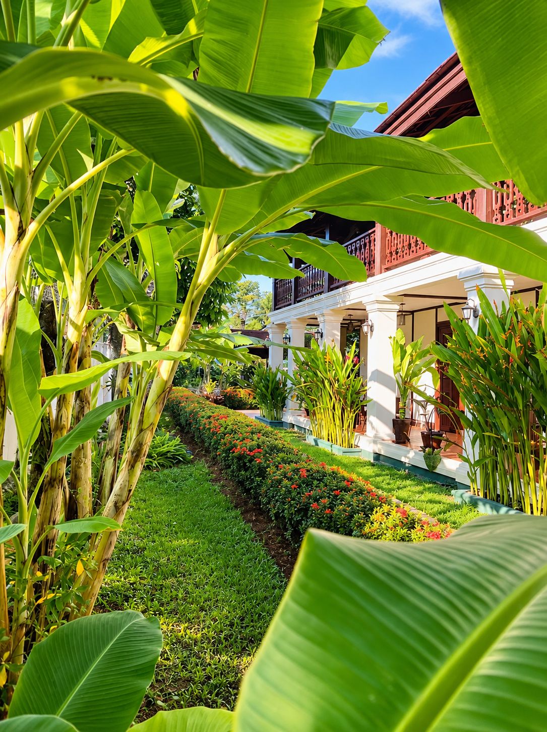 Un jardin avec des bananiers et un bâtiment blanc doté d’un balcon.