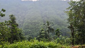 A lush green landscape with dense vegetation and a prominent palm tree in the foreground. - Forest home where elephants roam (Seethathode)