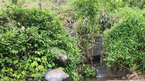A natural water feature with a small waterfall, surrounded by lush greenery and rocks. - Forest home where elephants roam (Seethathode)