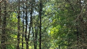 A cabin surrounded by tall trees, with a covered porch and a dirt path leading to it.