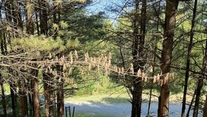 A forested area with a wooden staircase leading to a viewing platform overlooking a body of water.