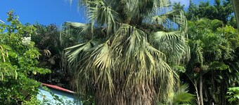 LA Maison Bleue Appt Colibri AU Milieu D'un Jardin Tropical