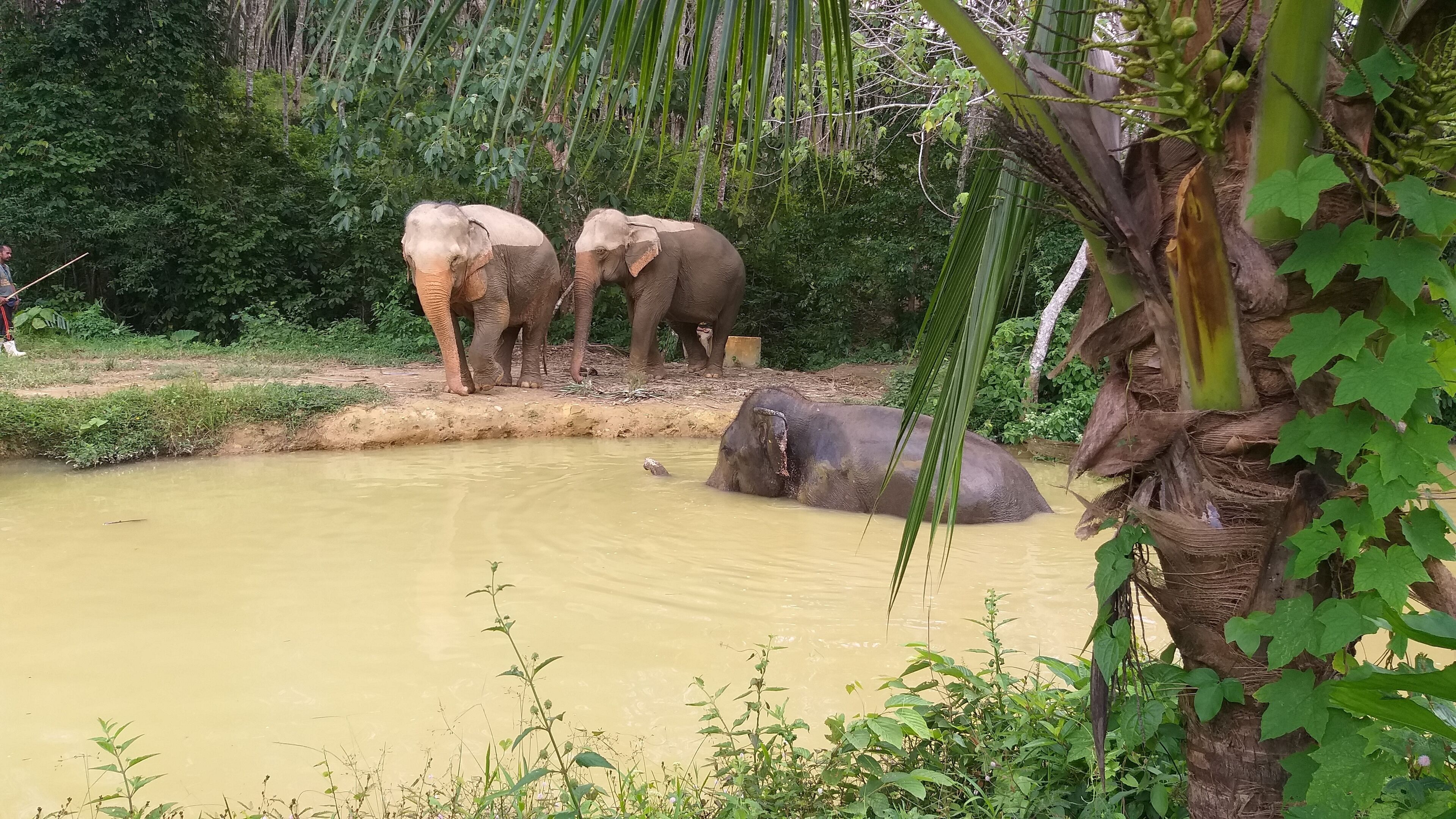 Foto - Cashewnut Tree Resort