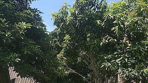 A well-maintained garden with a variety of trees and shrubs, a clear pathway, and a wooden fence in the background. - Cashewnut Tree Resort (Ko Lanta)
