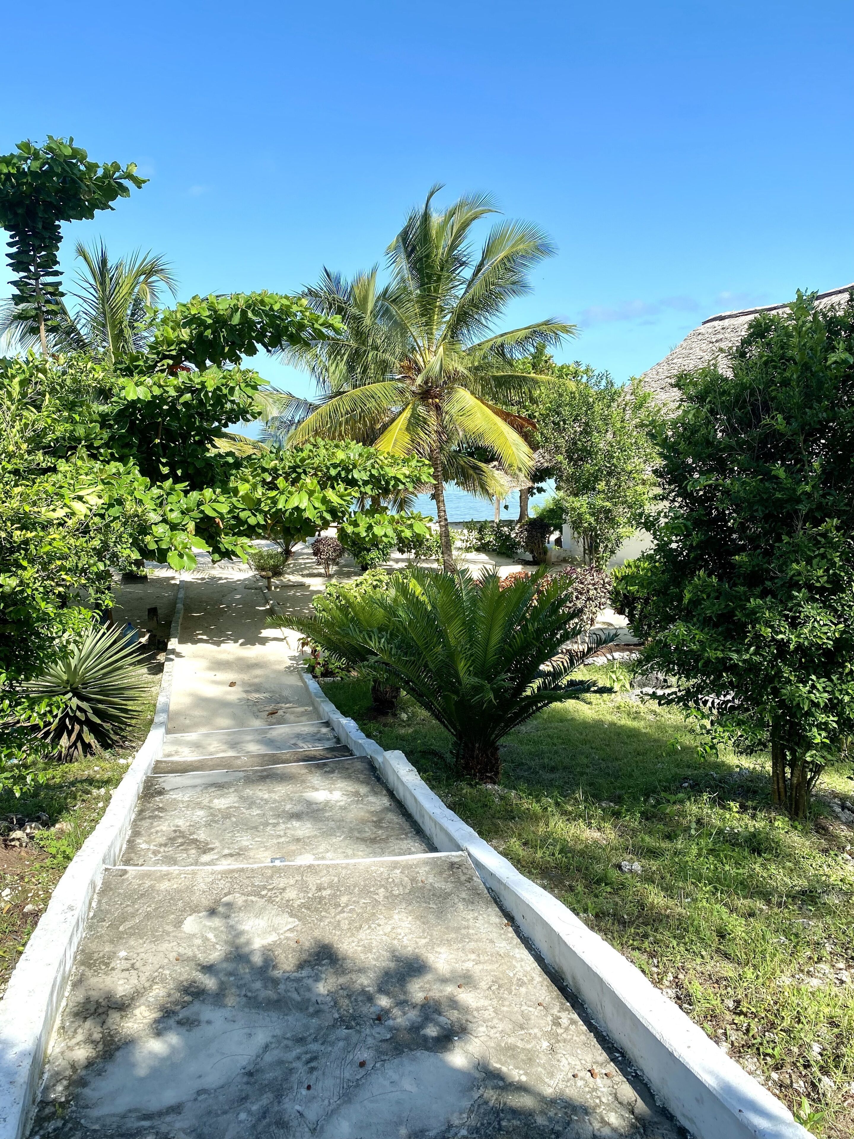 A concrete pathway flanked by lush greenery and palm trees, leading towards a body of water.