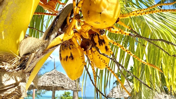 Une scène de plage avec un palmier, une hutte à toit de chaume et une plage de sable.