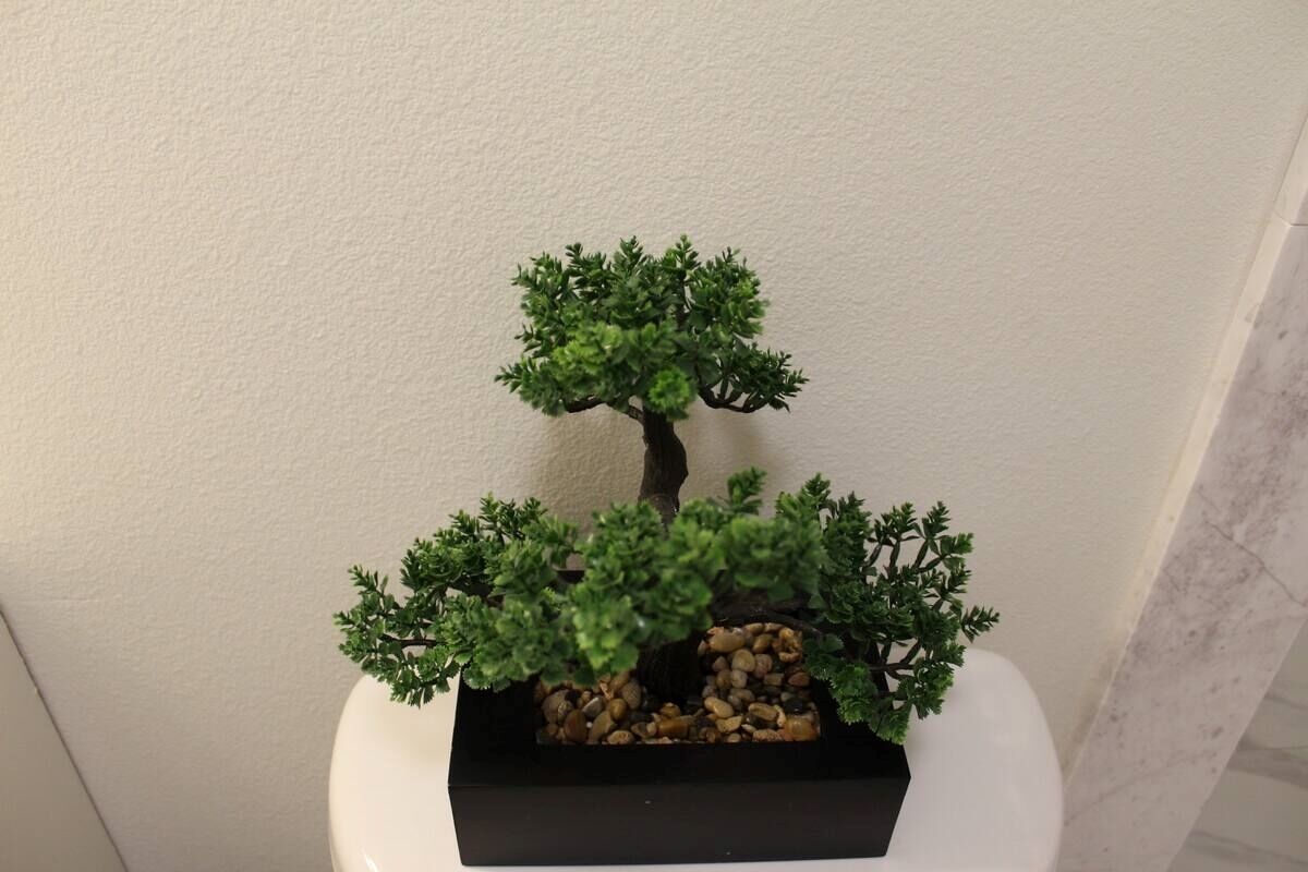 A bonsai tree in a black pot on a white surface.