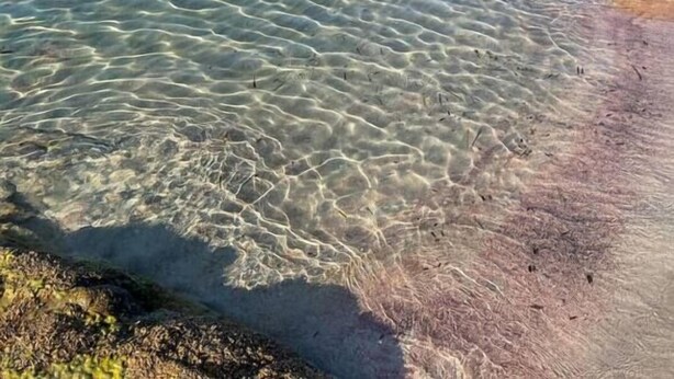 A clear coastal view with rocky shoreline and calm water. - Le Repaire des Pirates (Pietrosella)