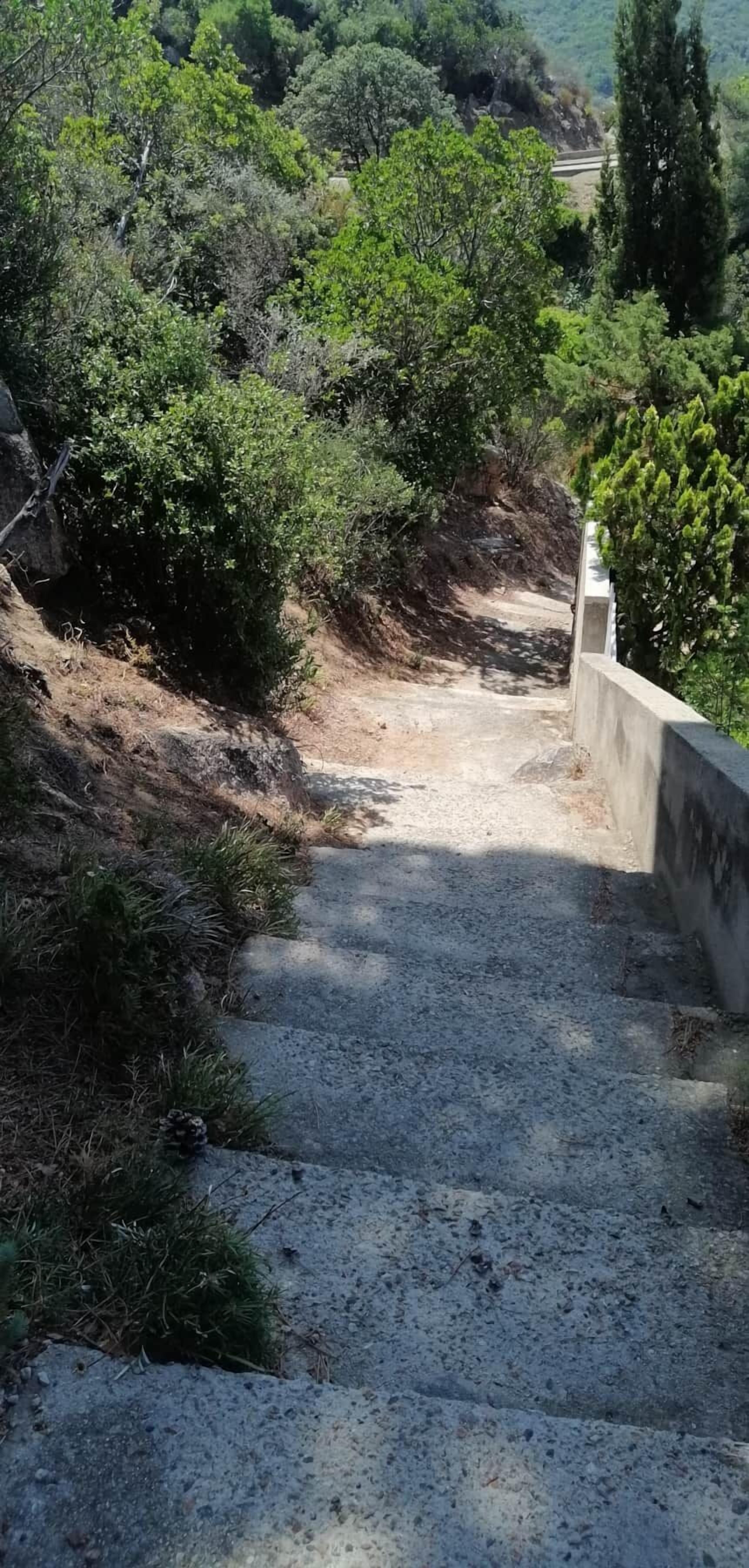 Una escalera de hormigón que asciende por un bosque.