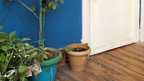 A terrace with a blue wall, a white door, and potted plants.