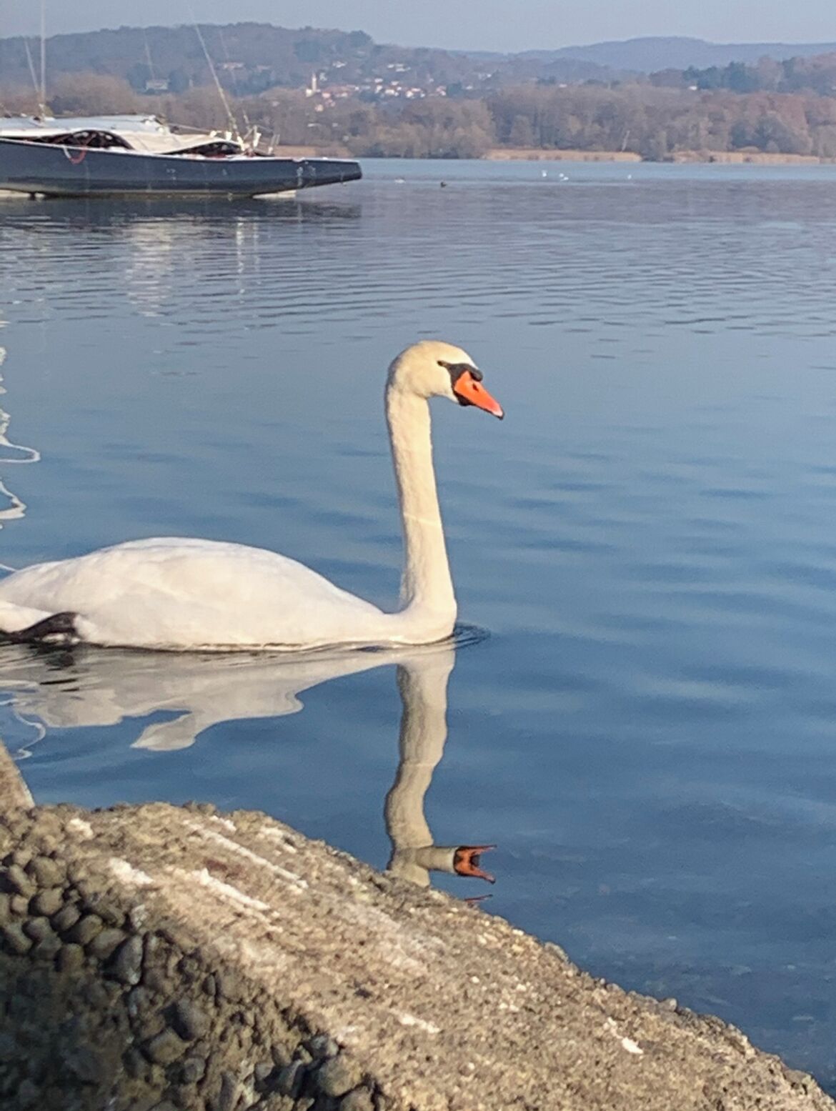 Ein Schwan auf einem ruhigen See mit einem Boot im Hintergrund.