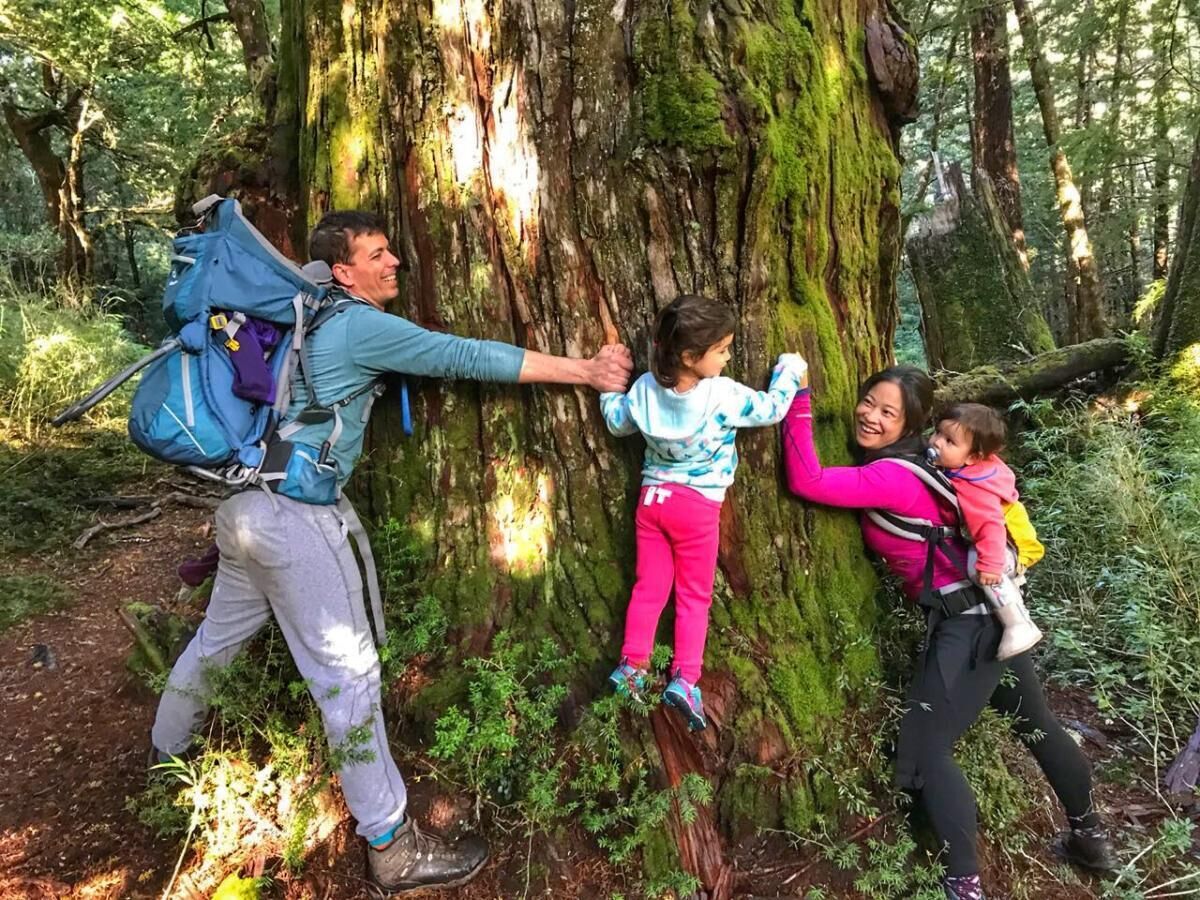 A family climbing a tree in a forested area.