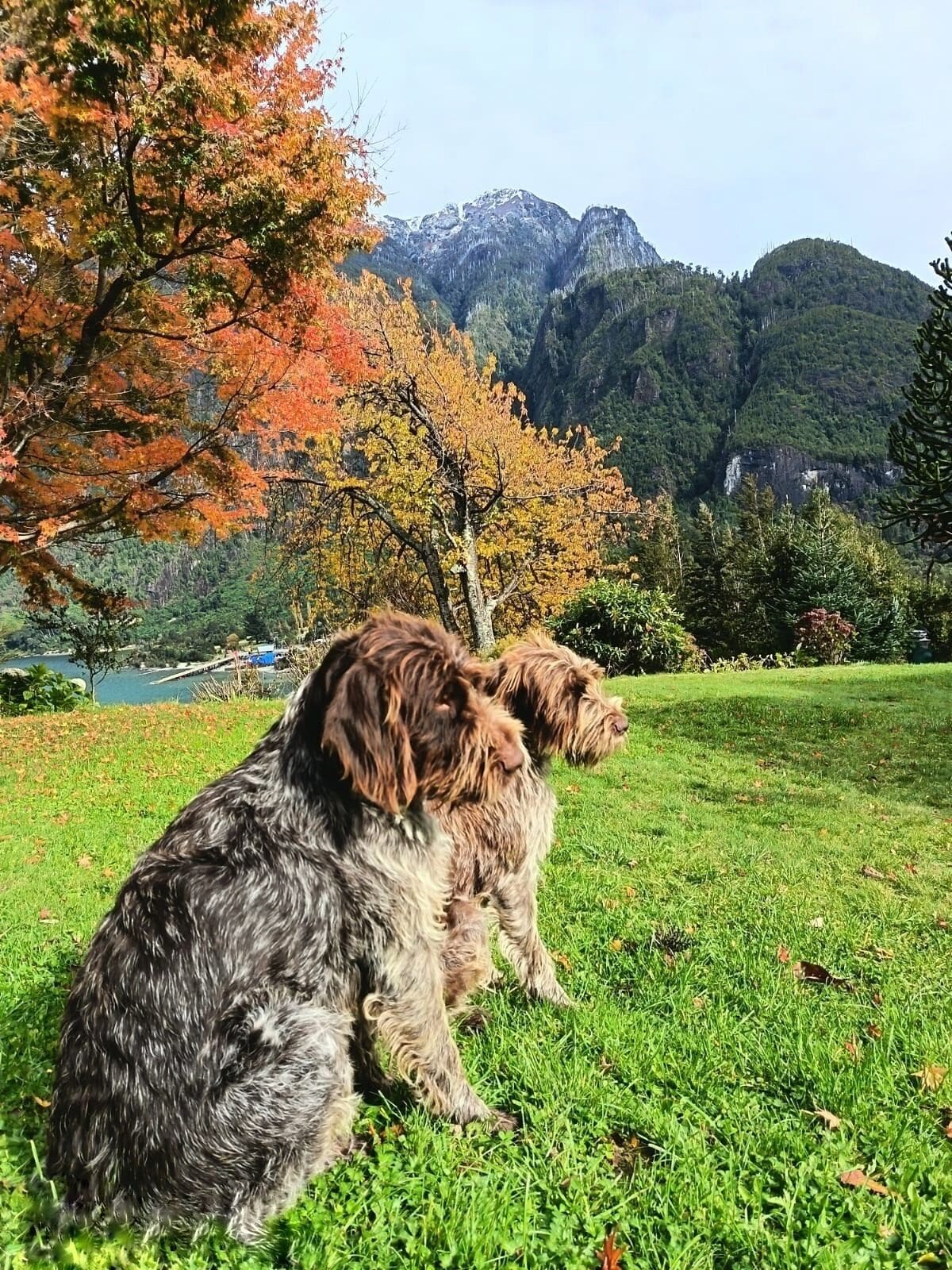 Dos perros sentados sobre césped, con un paisaje montañoso al fondo.