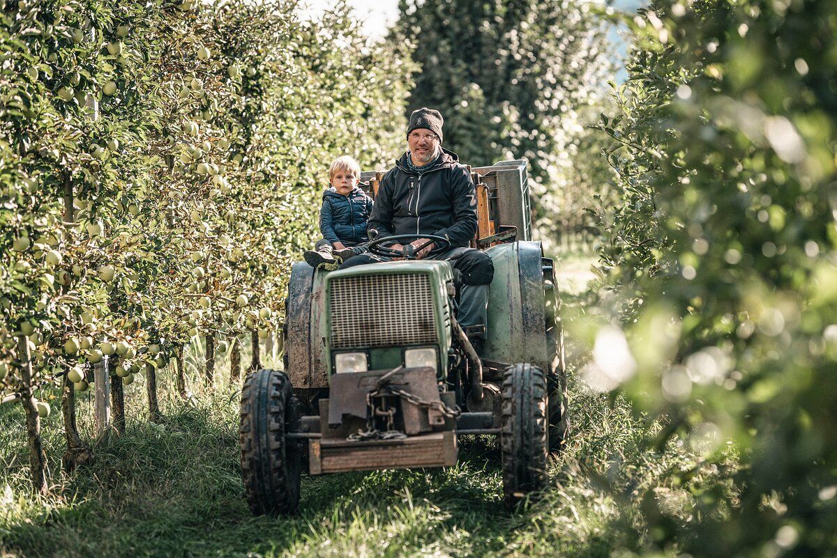 En person som kör en traktor på en vingård.
