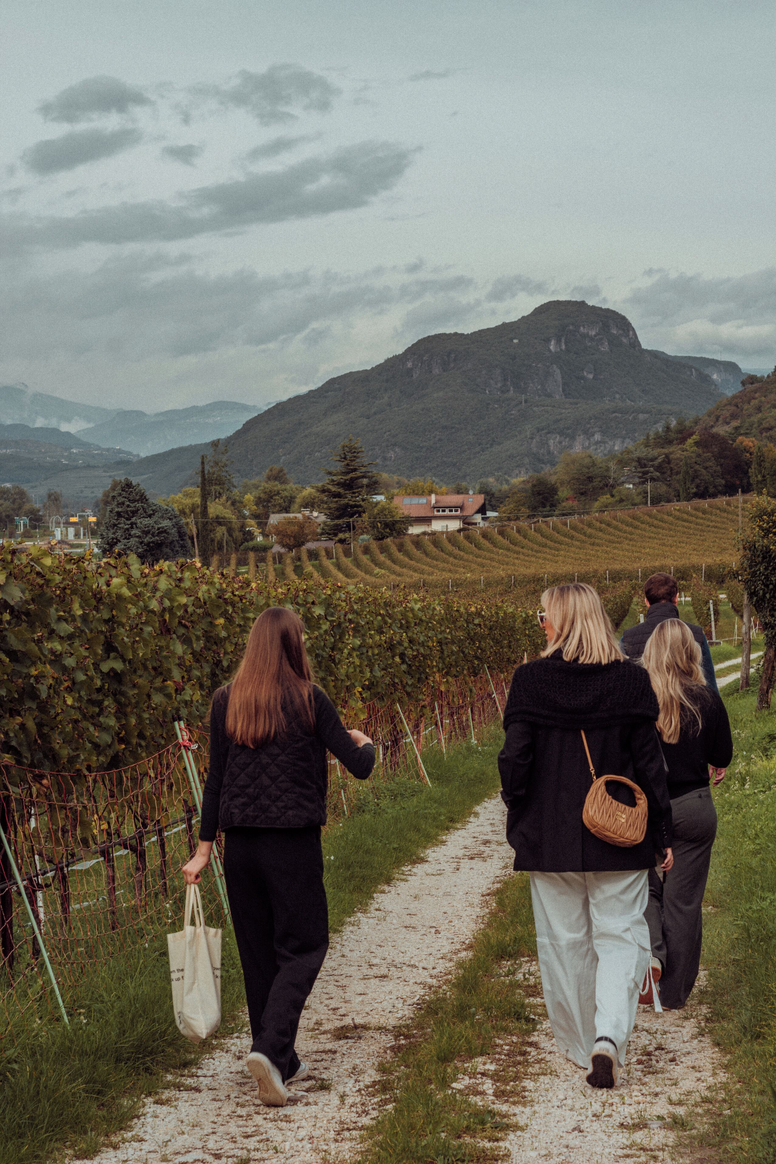 A pathway through a vineyard with a mountainous backdrop.