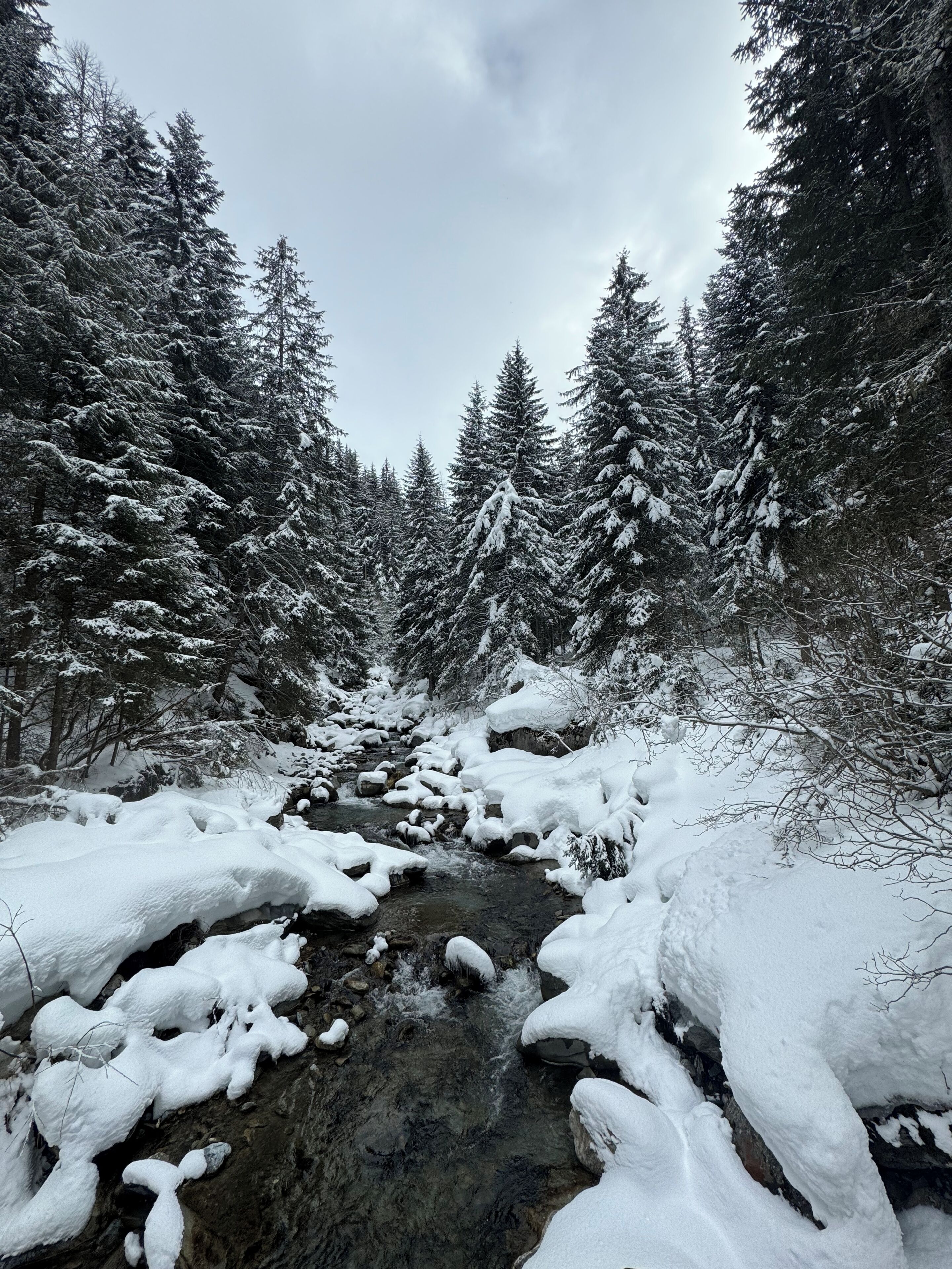 Un bosc cobert de neu amb un rierol que hi serpenteja.