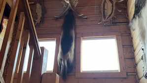 A wooden interior with a mounted animal head and antlers on the ceiling.