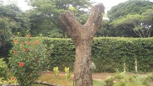 A garden with a unique tree structure, surrounded by various plants and flowers.
