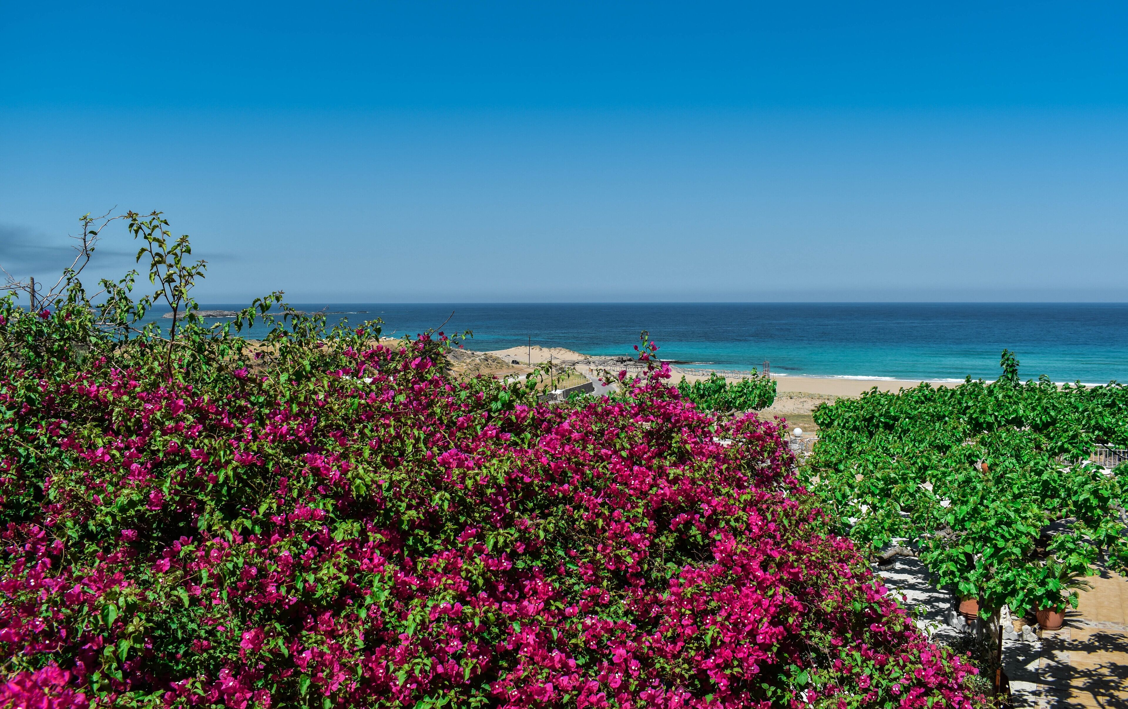 Un paysage côtier avec de magnifiques fleurs de bougainvillier d’un rose éclatant, une plage de sable et l’océan en arrière-plan.