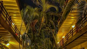 Un vestíbulo de hotel con una escalera central rodeada de exuberantes palmeras e iluminación cálida.