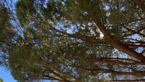 Une terrasse avec une table et des chaises, une vue sur un paysage rural avec des montagnes, et un arbre qui la surplombe.