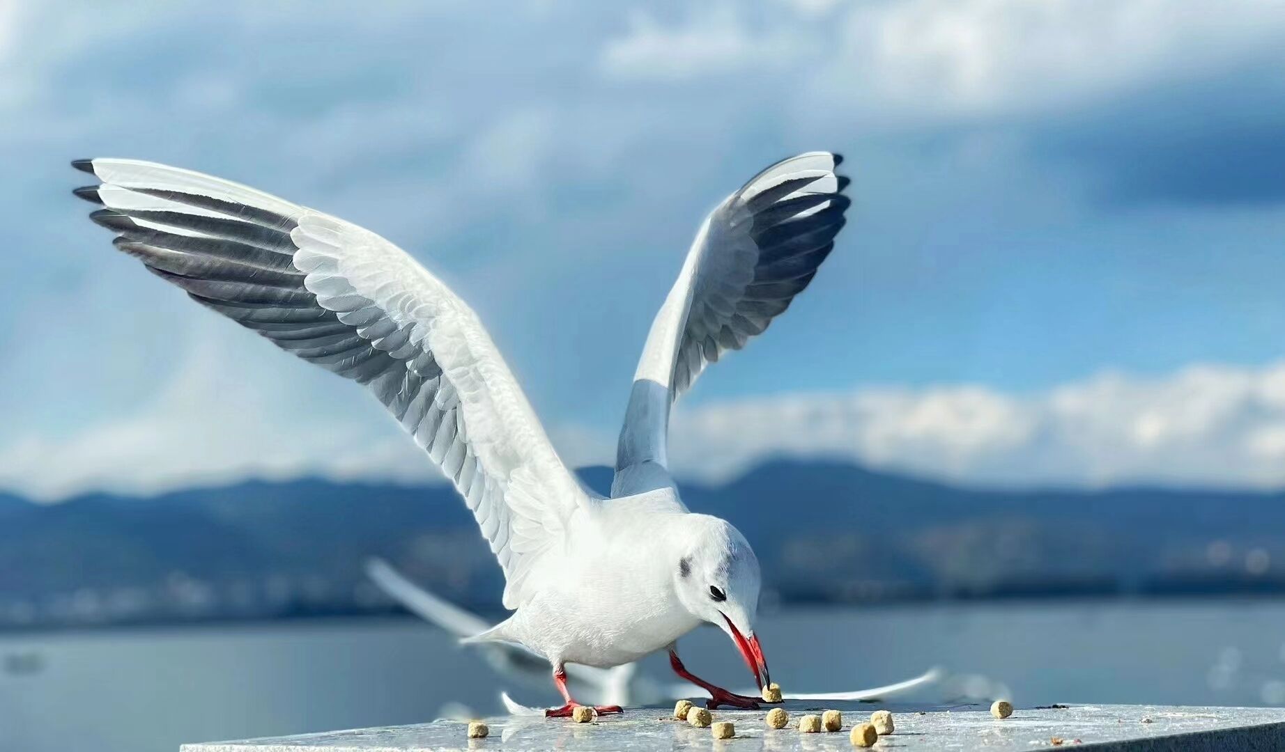 A seagull with outstretched wings on a ledge by a body of water.