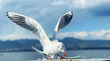 A seagull with outstretched wings on a ledge by a body of water.