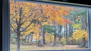 Una ventana con vistas a árboles de colores otoñales.