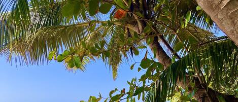 Vervoer van/naar het strand