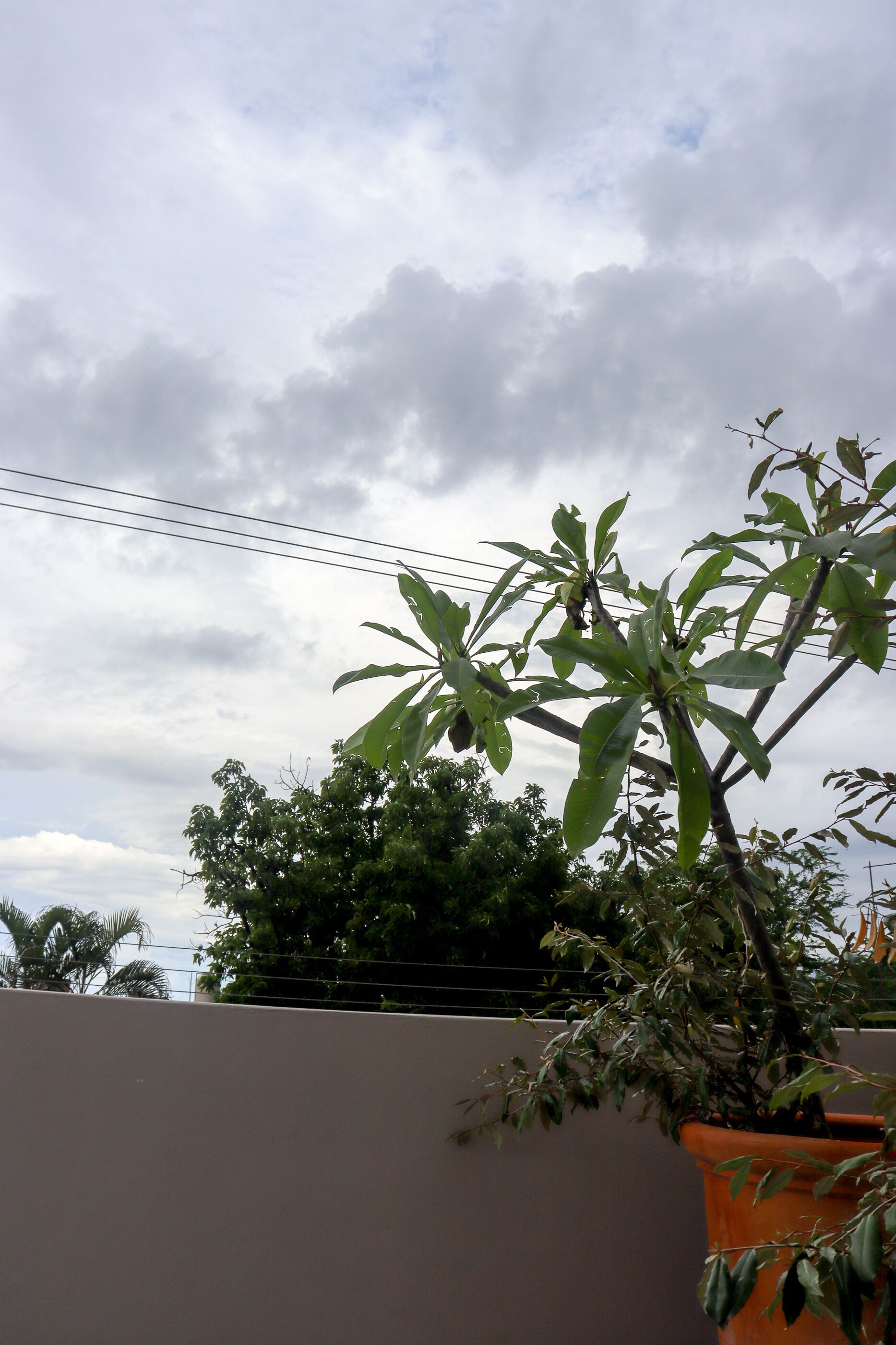 Una planta en maceta con hojas anchas sobre un cielo nublado.