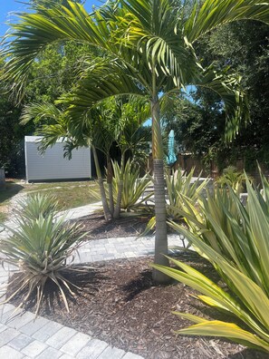 Un jardin aménagé avec des palmiers et un chemin pavé.