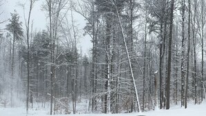 A hot tub in a snowy forest. - Hidden Hollow - Your Outdoor destination (Greig)