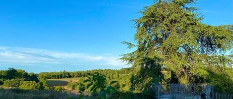 A serene outdoor setting with a swimming pool, a wooden deck, and a large tree providing shade.